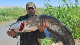 Трофейная рыбалка на сазана и на сома. Рыбалка с ночевкой.