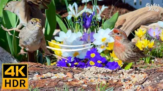 Cat TV for Cats to Watch 😺🛁 Birds Bathing and Eating in a Blooming Garden 🐦 8 Hours(4K HDR)