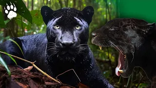 Ягуар: судьба исчезающего вида - Документальный фильм о животных HD