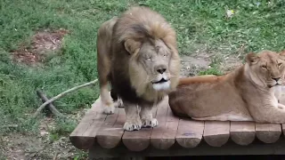 Male Lion lick the female Lion