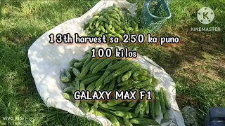 Ampalaya farming || bittergourd || 13 harvest GALAXY MAX F1