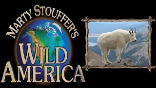 Some Feet Have Noses - Wild America Season 1 Episode 7 -  Animal TV - Untamed