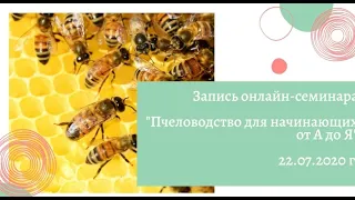 Запись онлайн-семинара «Пчеловодство для начинающих от А до Я»