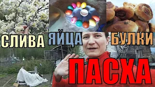 5 МАЯ ПАСХА. УЖЕ ОТМЕТИЛИ. НАШ ОГОРОД. ИРГА, СЛИВА ЦВЕТУТ. ТЮЛЬПАНЫ. РАССАДА. ВИД С ДУША. САРАЙ. +26