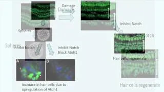 Recovery of Hearing by Regeneration of Auditory Hair Cells