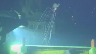 Baby Magnapinna BigFin Squid | Deep Ocean ROV Footage