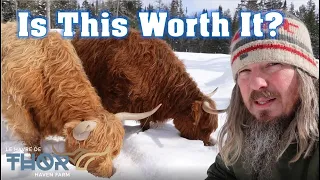 Are Highland Cows Worth The Cost To Raise?