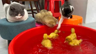 The kitten wants to jump into the water to swim and bathe with the ducklings!  kitten is hesitant