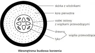 BUDOWA KORZENIA PIERWOTNA I WTÓRNA