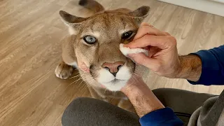 Messi got hurt! Puma Messi was too persistent and got punched in the nose by Gerda