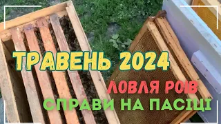 Робота на пасіці травень/червень. Ловля роїв. Підготовка до взятку. Виводити маток бакфаст.ф