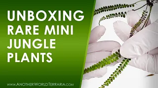 Rare Jungle Plant Unboxing (OMG, this fern!)