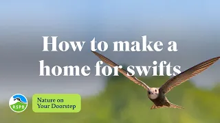 How to make a home for swifts | RSPB Nature on Your Doorstep