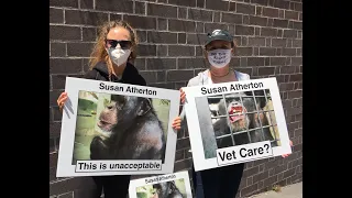 Animal Rights Activists Protest HSUS Leader Susan Atherton Over Cruelty at Project Chimps Sanctuary