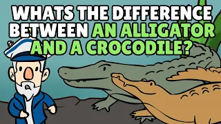 Difference Between Alligator and Crocodile? | Cayman Animal