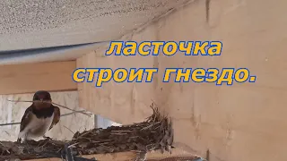 как ласточка строит гнездо...?