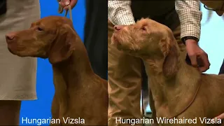 The Two Vizslas, A Quick Comparison