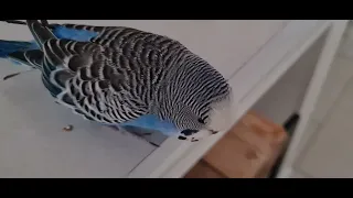 🦜🦜@Говорящий Попугай Кешок