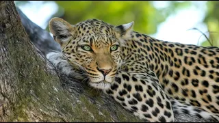 Дикая природа Африки Леопарды.  Документальный фильм дикая природа NAT GEO WILD BBC