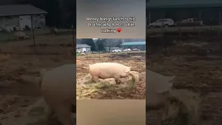 Pig Brings Food To His Sick Brother