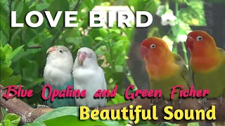 The sounds of Lovebirds - Blue Opaline and Green Fischer|Lovebird Singing in the morning