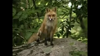 red fox scream for 10 hours