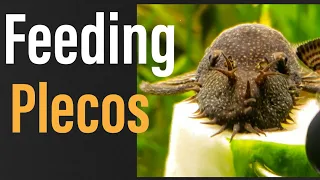 What to Feed Plecos: Everything You NEED to Know!