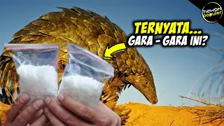 Inilah Penyebab Trenggiling Sering Diburu Oleh Banyak Orang