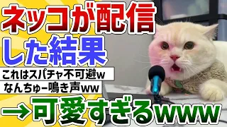 【2ch動物スレ】ネッコ、配信デビューした結果ｗ→鳴き声が可愛すぎるｗｗｗ