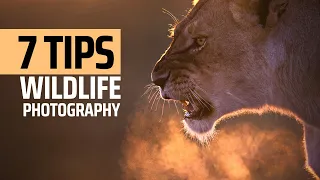 7 Simple Tips for Better Wildlife Photography