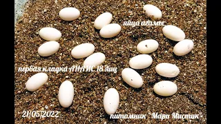 ПЕРВАЯ кладка яиц бородатой агамы Анаис 18 яиц отложены 21/05/2022 питомник "Мари Мистик" рептилии