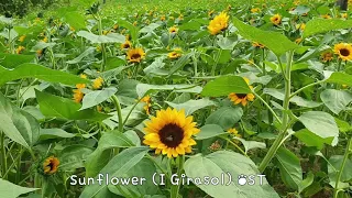 Sunflower/해바라기/영화OST/소피아로렌