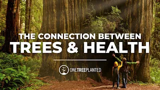 How Trees Affect Your Health | Eco Facts | One Tree Planted