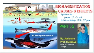 what is biomagnification ?explain  effect and causes of biomagnification.