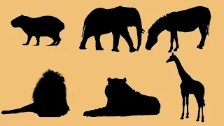 Sombra dos Animais | OVOS SURPRESAS - Aprenda nome dos animais - ANIMAIS SAFÁRI