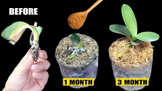 Magical tips to revive orchids that quickly take root and produce young leaves