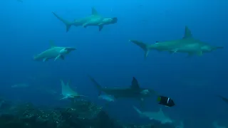 Schooling Hammerheads + Whale Sharks | Cocos Island, Costa Rica | August 2021