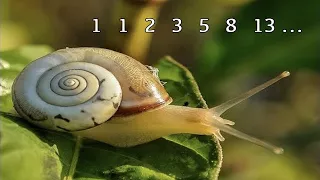 Die Fibonacci-Zahlen und ihre Bedeutung in der Natur | Besondere Zahlen in der Natur (1)