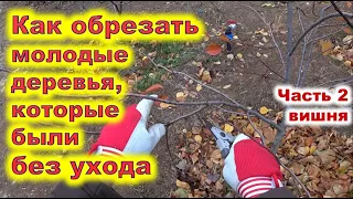 Обрезка молодой неухоженной вишни