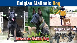 Belgian Malinois Dog | Puppies for Sale | Dreamer Paul Vlog