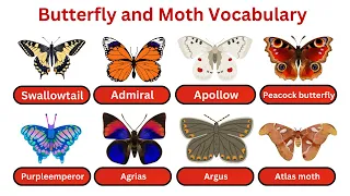 Butterfly and moth vocabulary in English🦋 | Butterfly Names for kids with pictures| Butterfly ...