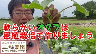 オクラを上手に栽培するポイントは密植です。NO474(2022.6.11)