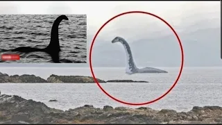 Strange Sea Serpents Caught On Camera