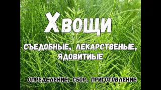 Полезные и ядовитые хвощи: определение, свойства и применение хвоща полевого