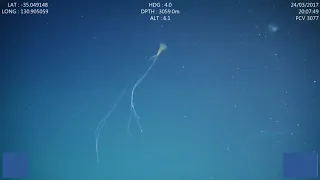 New Squid Species Sightings! Magnapinna, the Bigfin Squid, Spotted in Australia