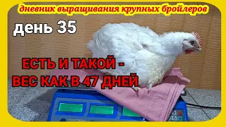 Содержание бройлеров в Солнечном Дворике. Посмотрим на вид, взвесим в 35 дней.