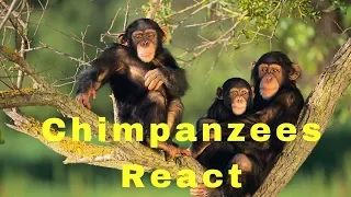 Chimpanzees React
