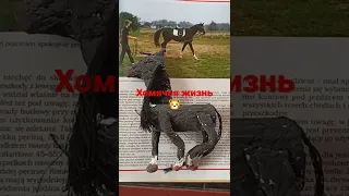 Лошадь из папье-маше по фото (часть 2)