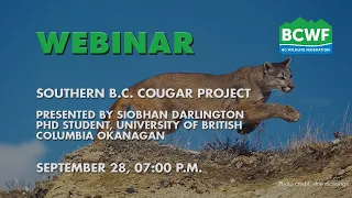 "Southern BC Cougar Project" on Sept 28, 2021