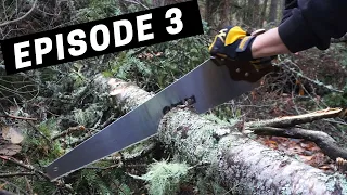 Building A Log Cabin | Ep. 3 | Battling carpenter ants and honing our lumberjack skills